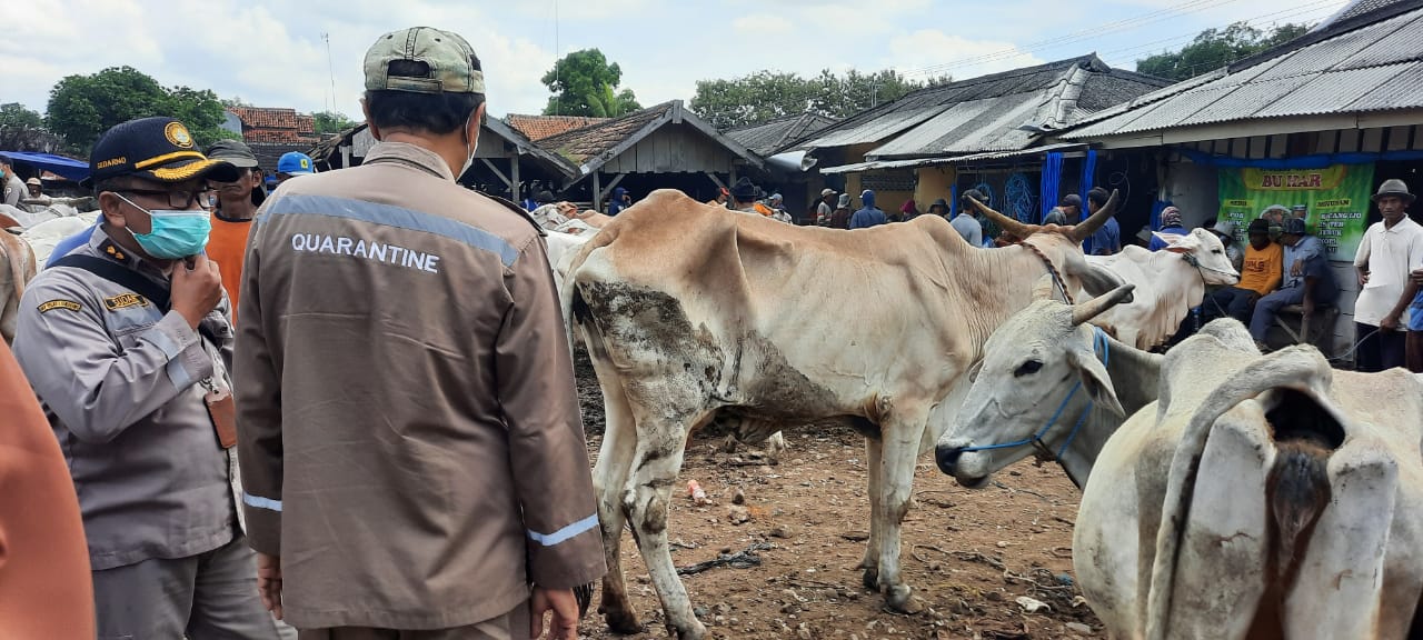 Merebaknya Penyakit Mulut dan Kuku Bikin DINTANPAN Rembang Waspada
